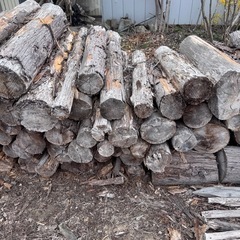杉丸太（薪用にいかがでしょうか。）の画像