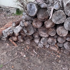 杉丸太（薪用にいかがでしょうか。）の画像