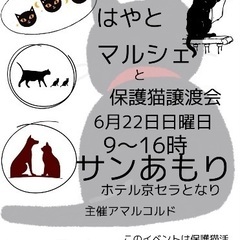 隼人でマルシェと保護猫譲渡会