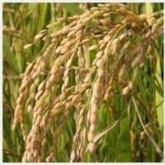 (求)お米情報