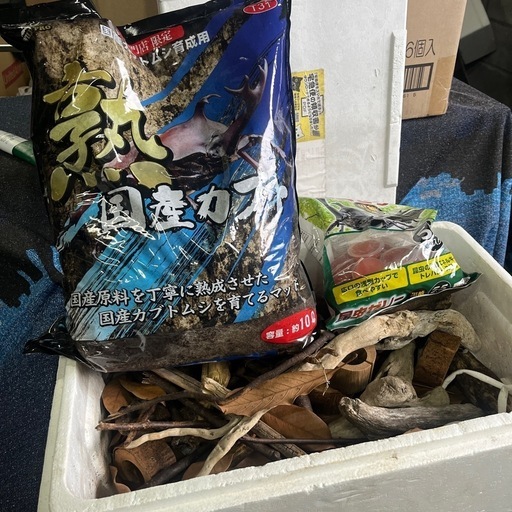 カブトムシ (KOUさん) 羽島のその他の中古あげます・譲ります カブトムシ (KOUさん) 羽島のその他の中古あげます・譲ります