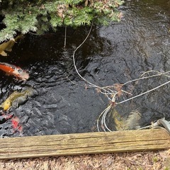 池にいる鯉を譲ります。
の画像