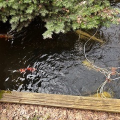 池にいる鯉を譲ります。
の画像
