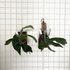 観葉植物　壁掛け　コウモリラン　ビカクシダ　子株