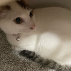 まだ人が怖い大福君です - 入間郡