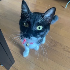 子猫