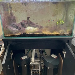 アクアリウム　まとめて引き取ってくださる方にお譲りします

