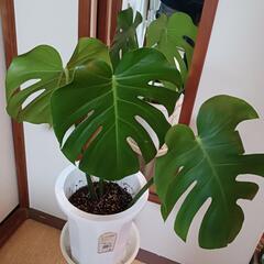 観葉植物、モンステラ