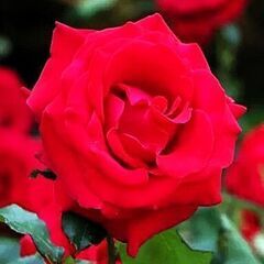 ★イタリアン&薔薇園散歩★さいたま新都心ランチ会企画★