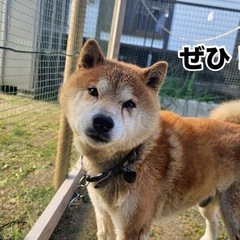 庭工房SHIOKAWA - 剪定/造園