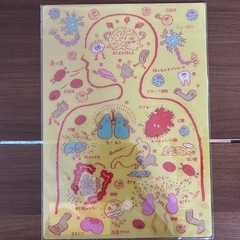 人体模型展　下敷き