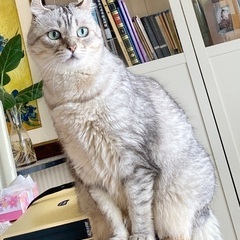 アメリカンショットヘアカル − 福岡県
