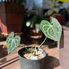 アンスリウム　(鉢ごと)