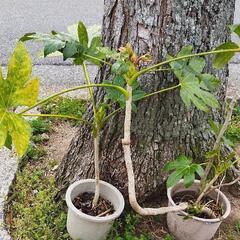 ヤツデ　鉢植え１鉢　植物　2点出品中