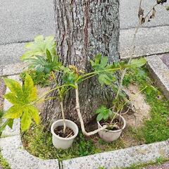 ヤツデ　鉢植え１鉢　植物　2点出品中