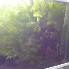 水草