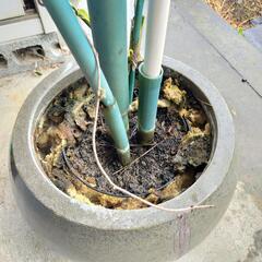 引取者決定　植木鉢の画像