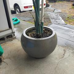 引取者決定　植木鉢