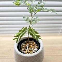 ◼️エバーフレッシュ◼️セラアート2.5号鉢　観葉植物