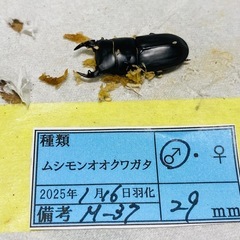 ⑤ムシモンオオクワガタ   新成虫ペアの販売の画像