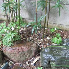花　③ー２　　肥後スミレ（お話し中）の画像