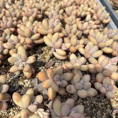 多肉植物　色々の画像