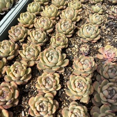 多肉植物　色々の画像