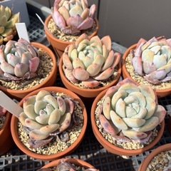 多肉植物　色々の画像
