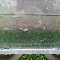 メダカマリアージュロングフィンの画像