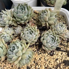 多肉植物　色々の画像