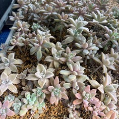 多肉植物　色々の画像