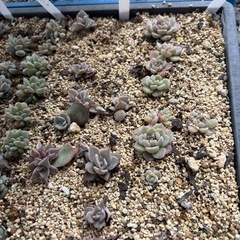 多肉植物　色々の画像