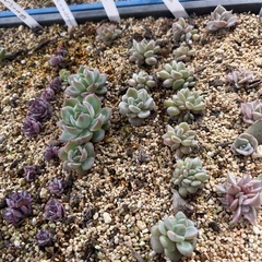 多肉植物　色々の画像