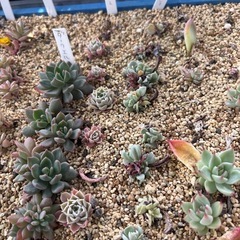 多肉植物　色々の画像