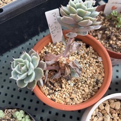 多肉植物　色々の画像