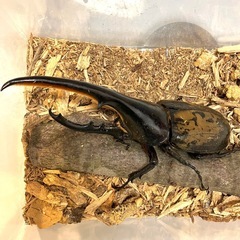 ✨ヘラクレスオオカブト成虫ペアNo03（♂142mm♀68mm）