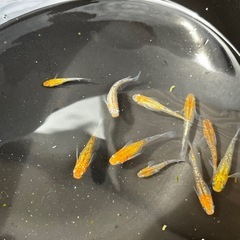 ラメメダカ　10匹　産卵中の画像