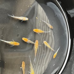 ラメメダカ　10匹　産卵中の画像