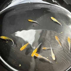 ラメメダカ　10匹　産卵中の画像