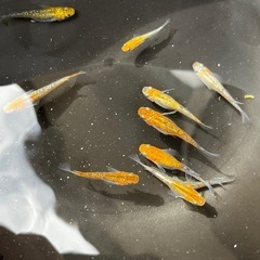 ラメメダカ　10匹　産卵中の画像
