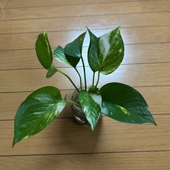 ポトス