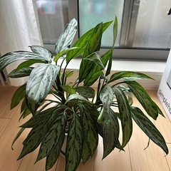 アグラオネマ・シルバークイーン 観葉植物 生活雑貨 家庭用品 ガ...