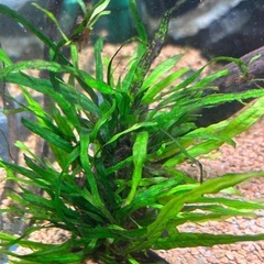 水草※ミクロソリウムナローリーフ