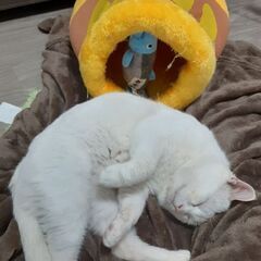 保護猫のお世話