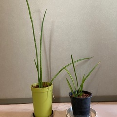 観葉植物(サンスベリア)セットの画像