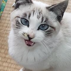 ラグドール風　シャム風　ブルーアイ　女の子
