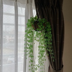 （２つ）インテリア観葉植物の画像