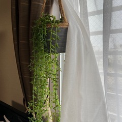 （２つ）インテリア観葉植物の画像