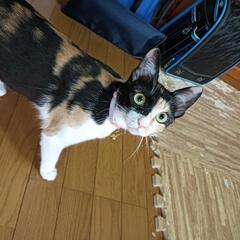 三毛猫ちゃん