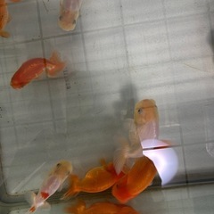 金魚 らんちゅう　ピンポンパールの画像